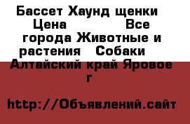 Бассет Хаунд щенки › Цена ­ 20 000 - Все города Животные и растения » Собаки   . Алтайский край,Яровое г.